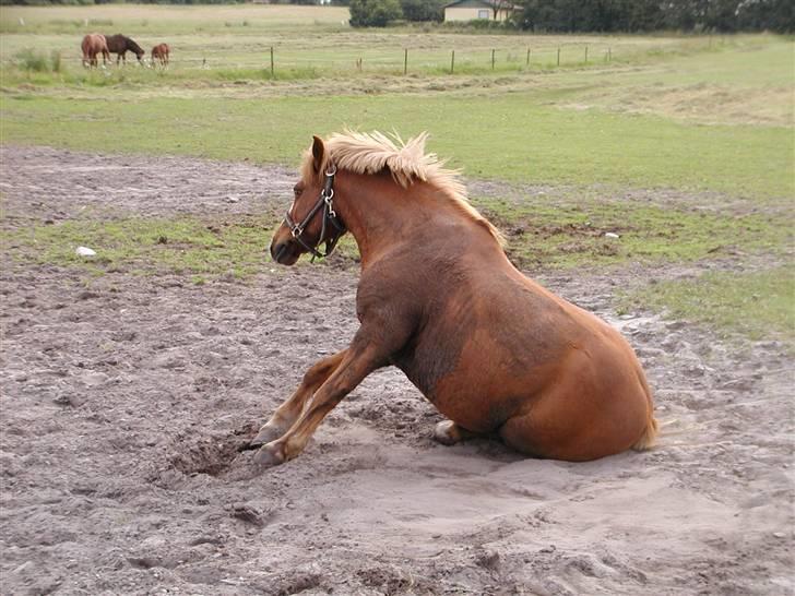 Anden særlig race Charlie †R.I.P.(aflivet)† - Charlie, som sidder ned billede 2