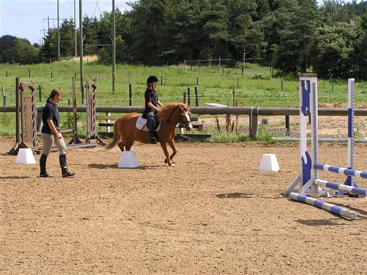 Anden særlig race Charlie †R.I.P.(aflivet)† - til ridelejr i Kongsvad billede 15