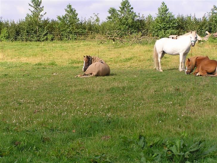 Anden særlig race Vestergårdens Sweet Alibi - Sweety, Filurog Charlie billede 13