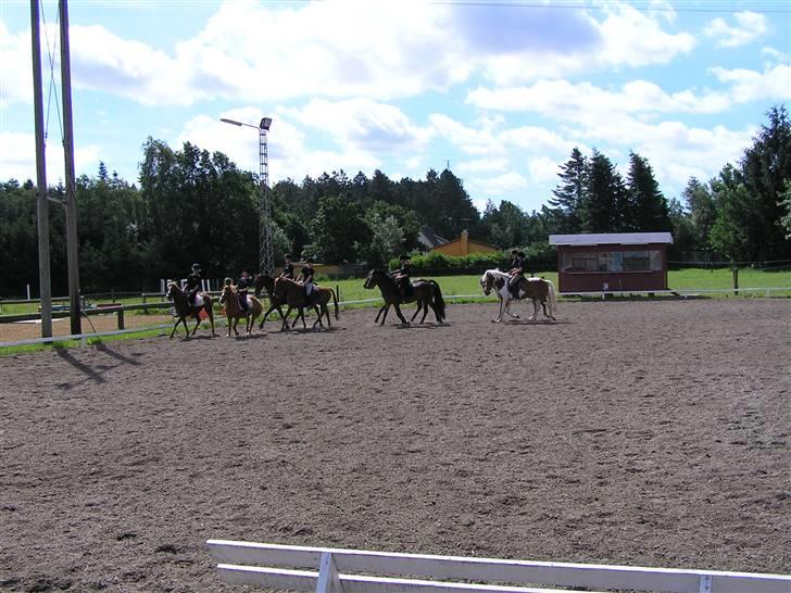 Anden særlig race Vestergårdens Sweet Alibi - kvadrilje i Kongsvad billede 14