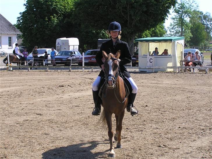 Anden særlig race Vestergårdens Sweet Alibi - Sweety til stævne på NRC billede 16