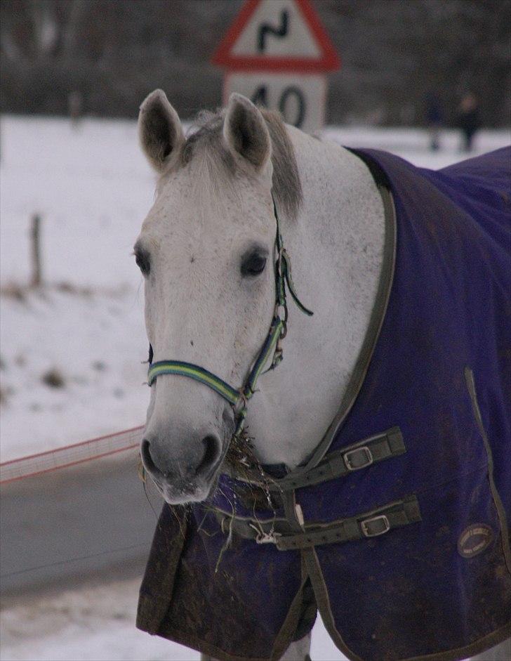 Dansk Varmblod Smilla af Lyngholt - HEEJ & velkommen til Smilla tøsen´s profil - håber du vil nyde billederne og måske også teksten, skriv gerne en kommentar og giv en bedømmelse. Tak på forhånd og god dag :) billede 1