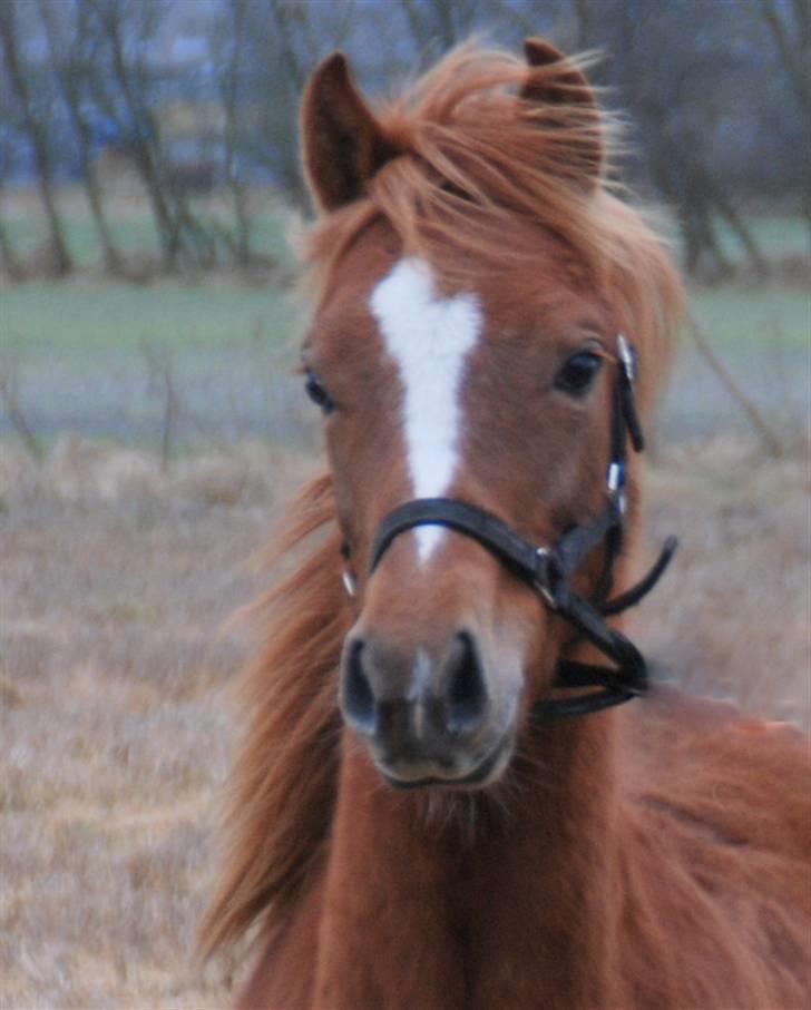 Anden særlig race Ravnholt´s Felix  billede 12