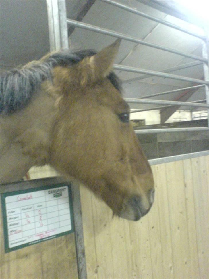 Anden særlig race Max billede 2