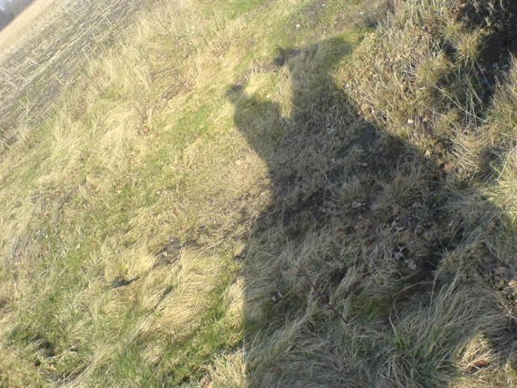 Anden særlig race Max billede 4