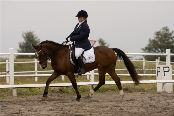 New Forest Tarzan - Stævne i RSR - Taget af JP Photo  (har købt billederne!) billede 3