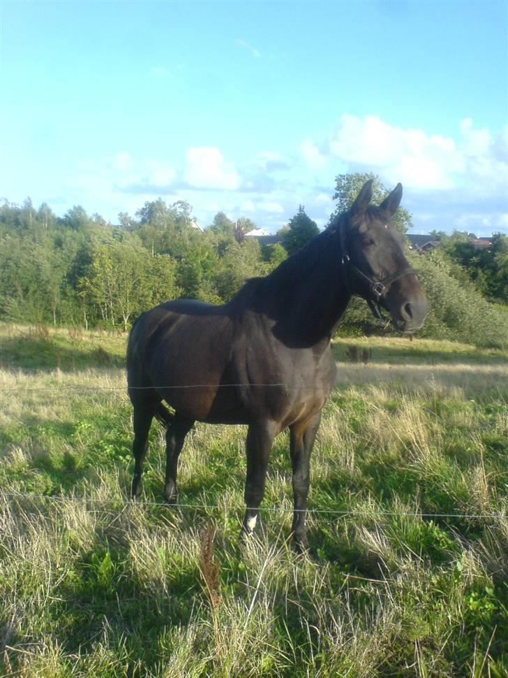 Dansk Varmblod  Finapigen er solgt:( - finna på sommergræs dagen ingen hun blev hentet billede 2