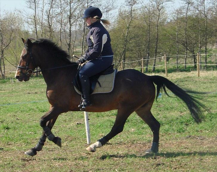 New Forest Tarzan - Springtræning maj´10. billede 6