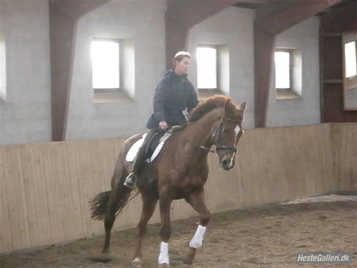 Dansk Varmblod Come Time II *SOLGT* billede 8