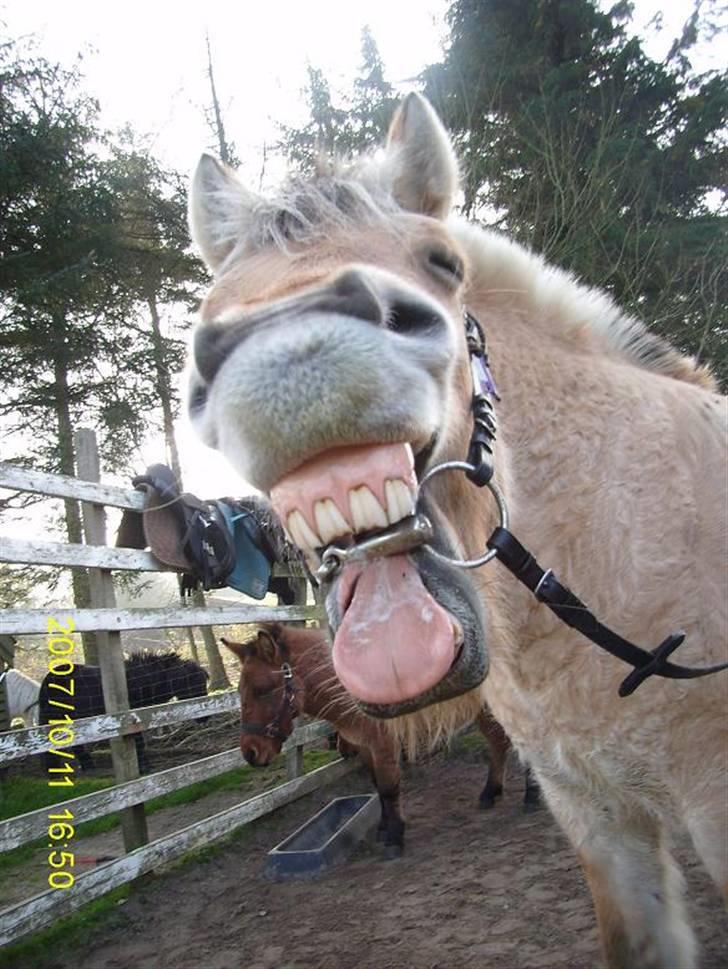 Fjordhest Flicka billede 1