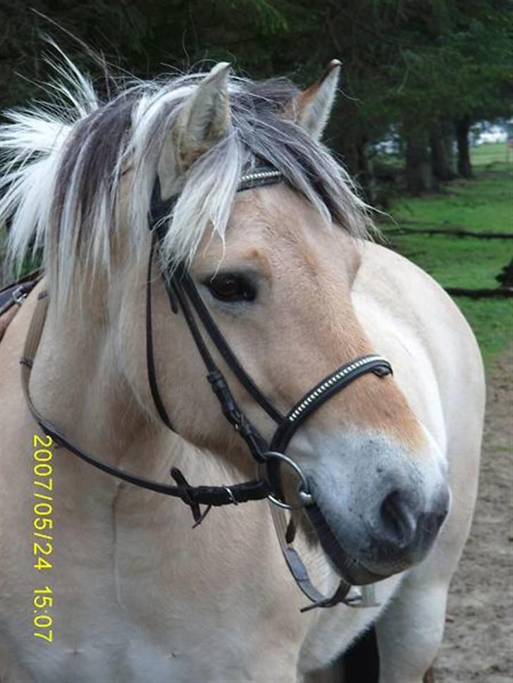 Fjordhest Flicka billede 2