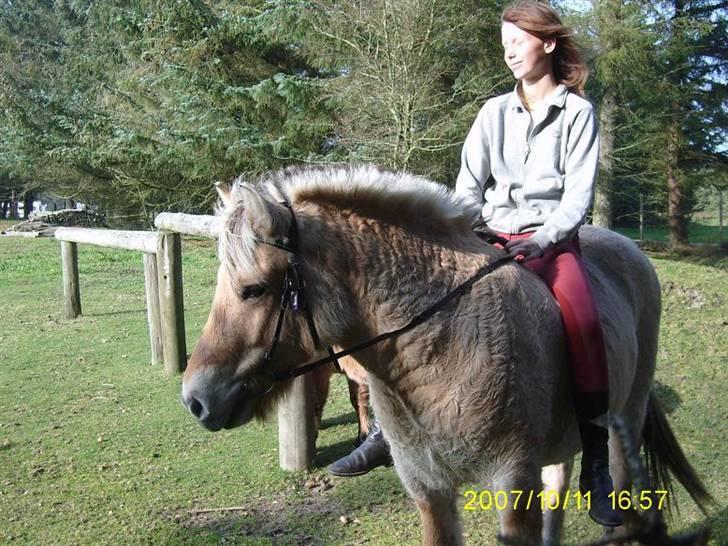Fjordhest Flicka billede 3