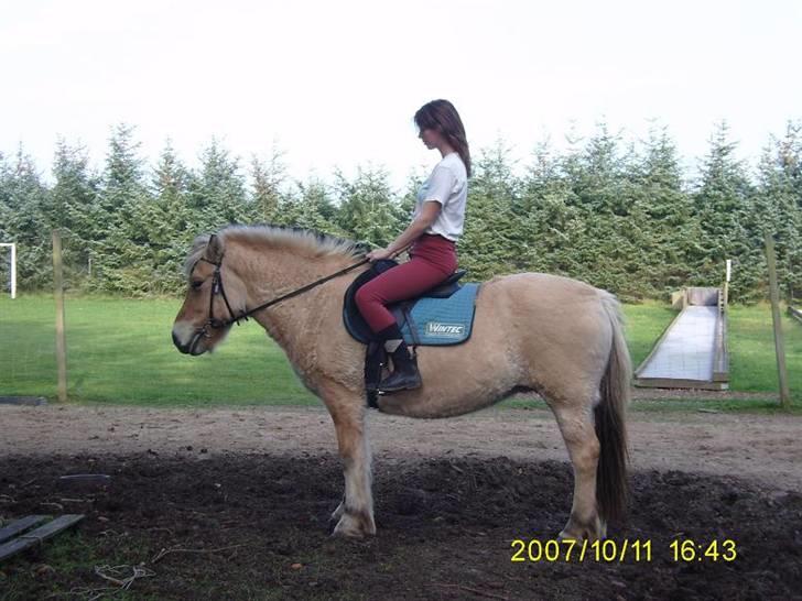 Fjordhest Flicka billede 4