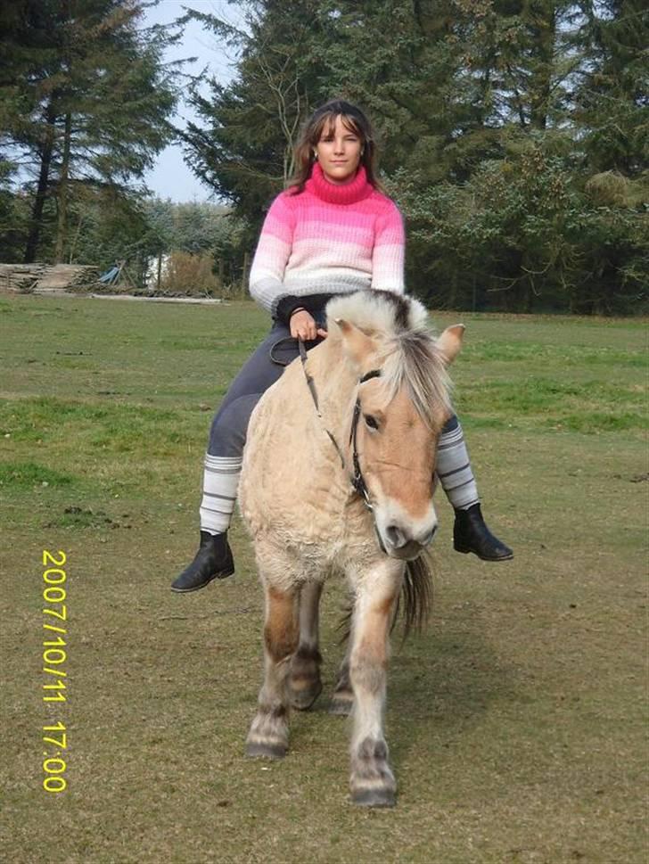 Fjordhest Flicka billede 5
