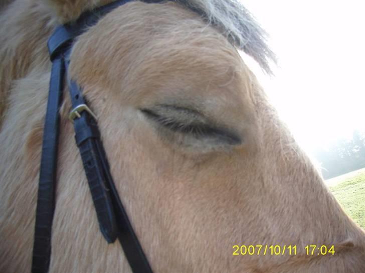 Fjordhest Flicka billede 6