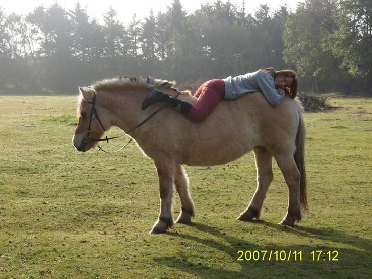 Fjordhest Flicka billede 7