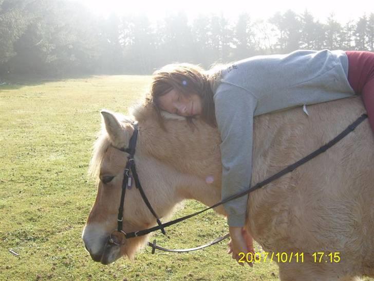 Fjordhest Flicka billede 8