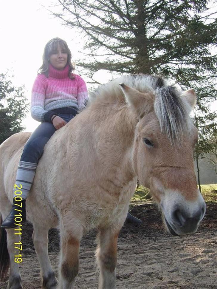 Fjordhest Flicka billede 9