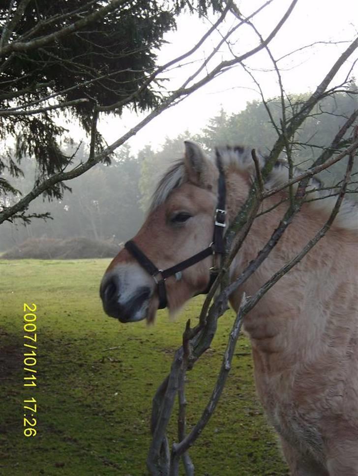 Fjordhest Flicka billede 10