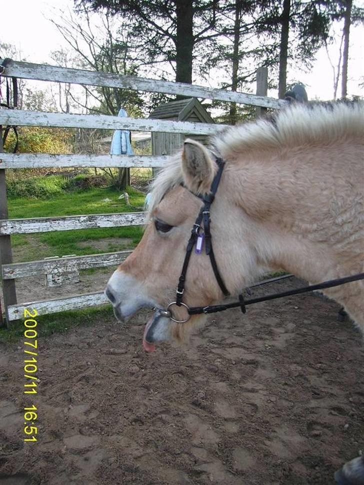 Fjordhest Flicka billede 11