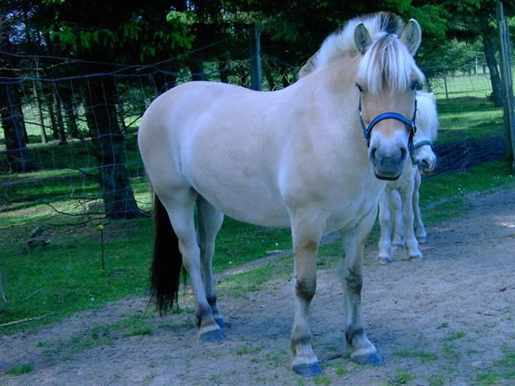 Fjordhest Flicka billede 12