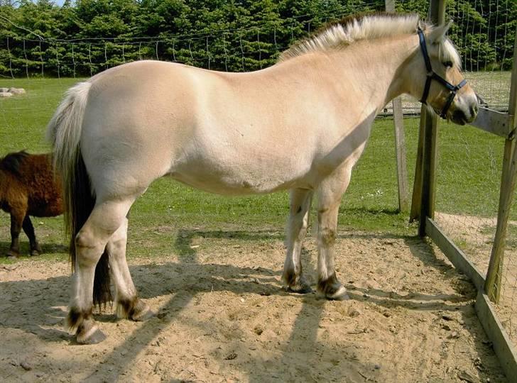 Fjordhest Flicka billede 13