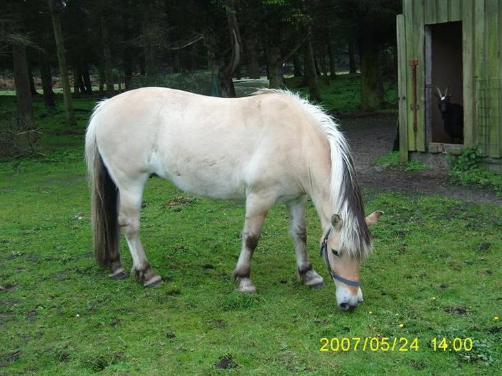 Fjordhest Flicka billede 14