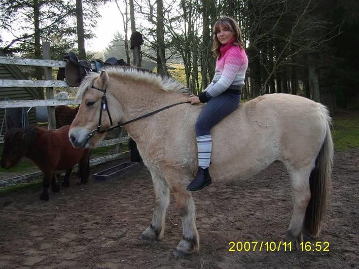 Fjordhest Flicka billede 15