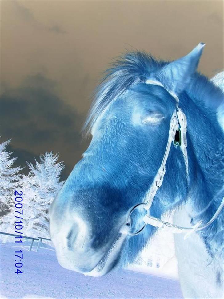 Fjordhest Flicka billede 16