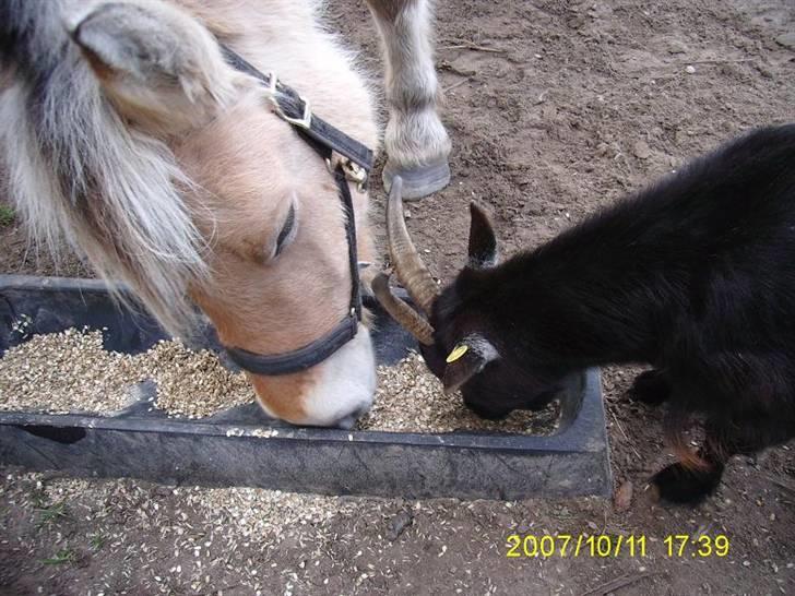 Fjordhest Flicka billede 17