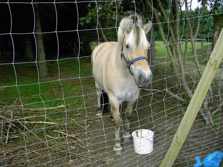 Fjordhest Flicka billede 18