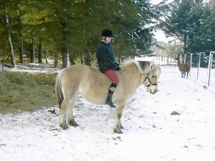 Fjordhest Flicka billede 19