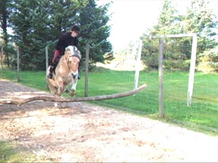 Fjordhest Flicka billede 20