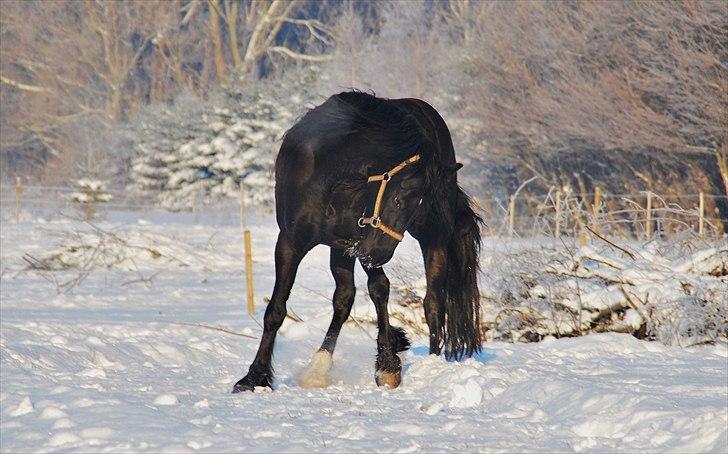 Welsh Cob (sec D) Dynamite Survivor *Buster* - Vinter 10 billede 6