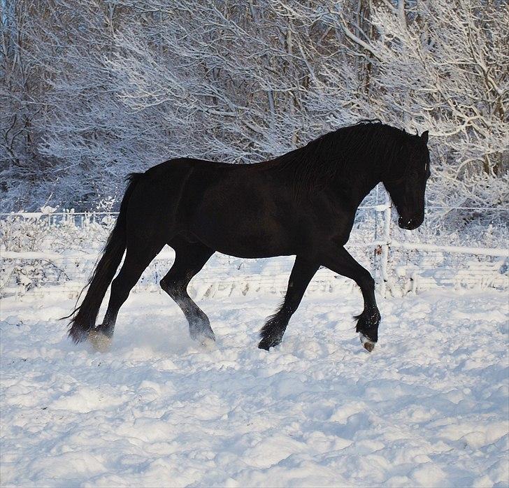 Welsh Cob (sec D) Dynamite Survivor *Buster* - Vinter 10 billede 10