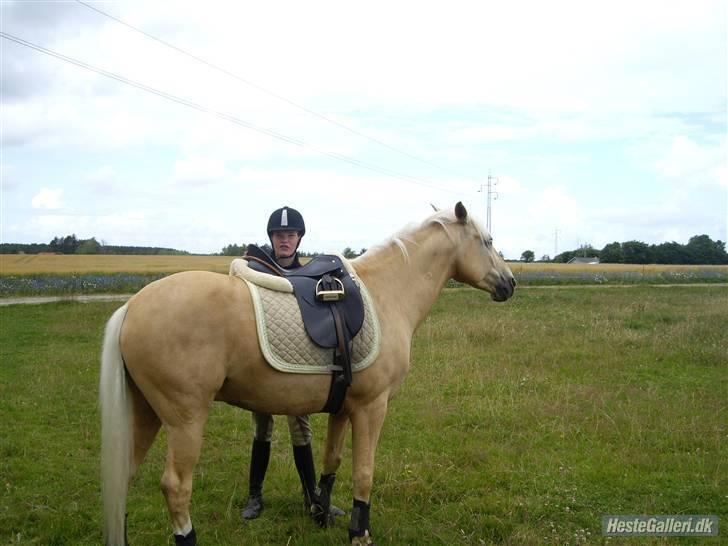 Palomino Lysholt'S Pegasus SOLGT - dejlige pony :) billede 6