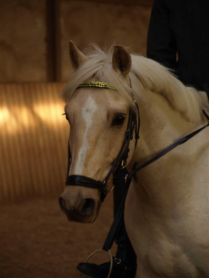 Palomino Lysholt'S Pegasus SOLGT billede 7