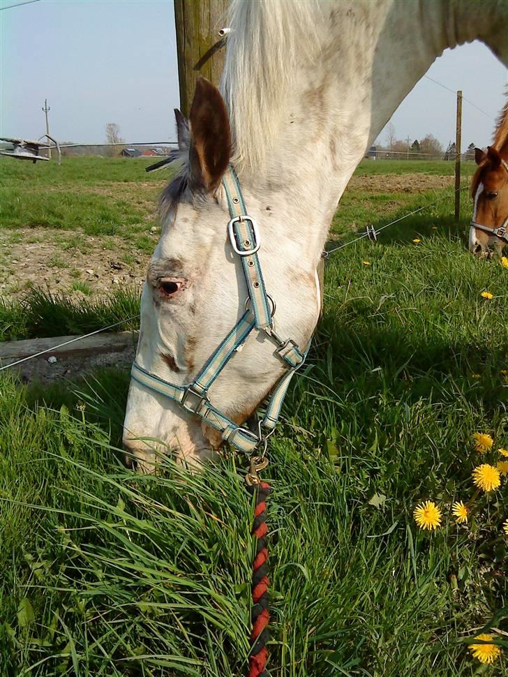 Appaloosa Corine billede 11