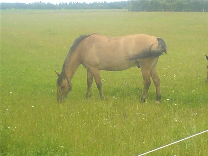 Anden særlig race Max billede 5