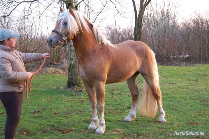 Haflinger Amadeos AVLHINGST - 3 år billede 9