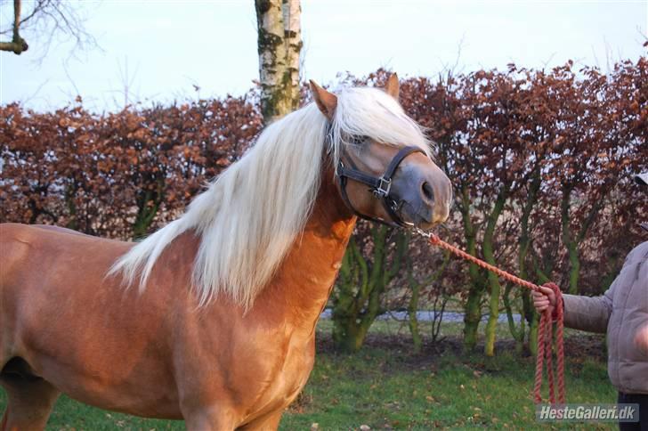 Haflinger Amadeos AVLHINGST - 3 år billede 10