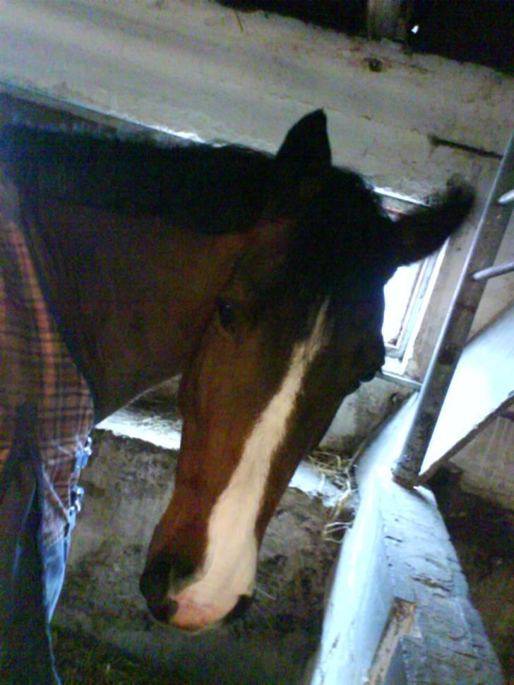 DSP Atlanta (DØD) R.I.P - da hun havde fået ny boks (: Foto : Mig billede 11