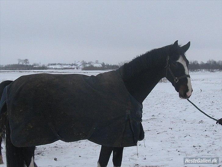 Hollandsk Varmblod Cidora tidligere hest - 3 år billede 7