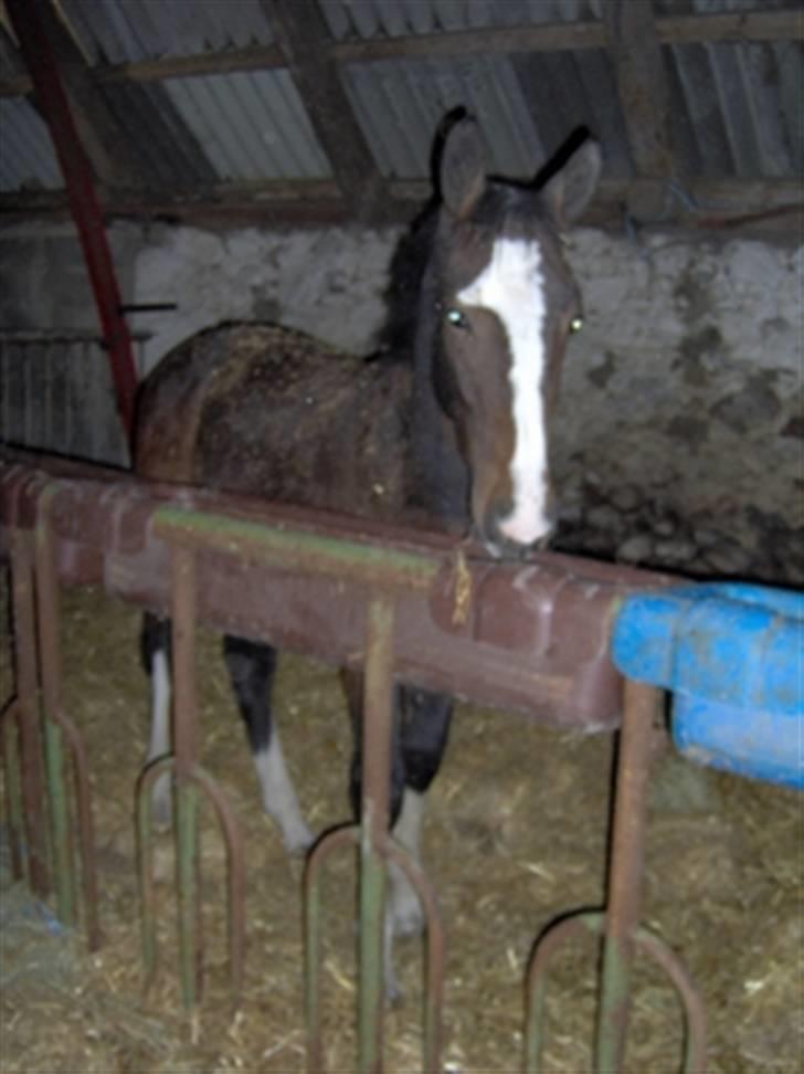 Hollandsk Varmblod Cidora tidligere hest - Lige da jeg havde fået hende
( ½ år) billede 10