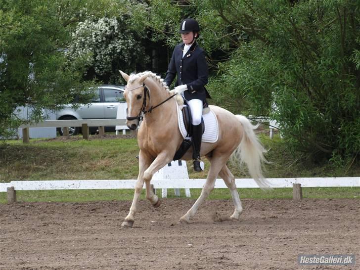 Palomino Lysholt'S Pegasus SOLGT - morsø 09 :) billede 8