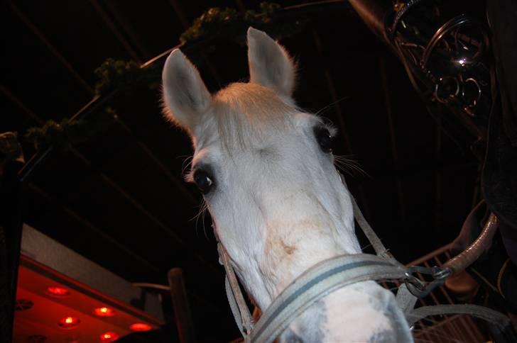 Welsh Pony (sec B) tintin<33 - Jaaarh, det så mig og nogen syntes jeg ser dum ud?? billede 16