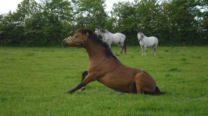 Welsh Pony af Cob-type (sec C) Camilla (éjer ikk mere) - Hun er lige ved at rejse sig efter middagsluren :D foto: Mig (CP-foto) billede 17