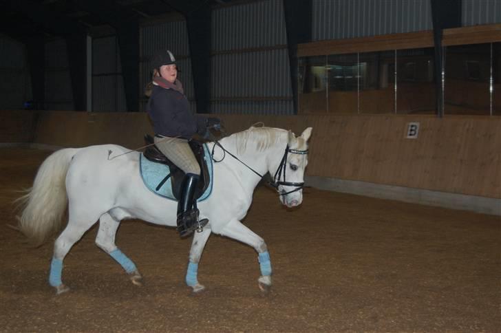 Welsh Pony (sec B) tintin<33 - Rider gik ikke så godt den dag :( XD billede 17