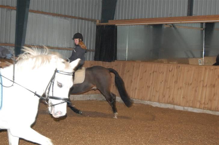 Welsh Pony (sec B) tintin<33 - haha ; ) spøgelseshesten uuuuh uuuuh billede 18