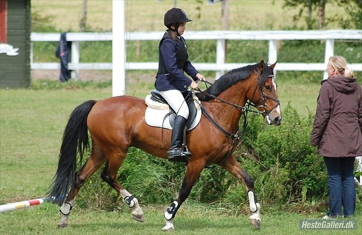 Anden særlig race Muskas - MB på SPS - juni 2010. billede 4